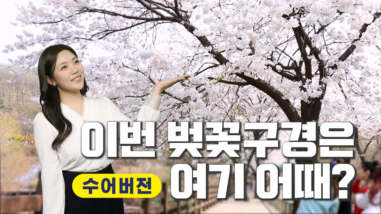 (수어)이번 벚꽃구경은 여기 어때?