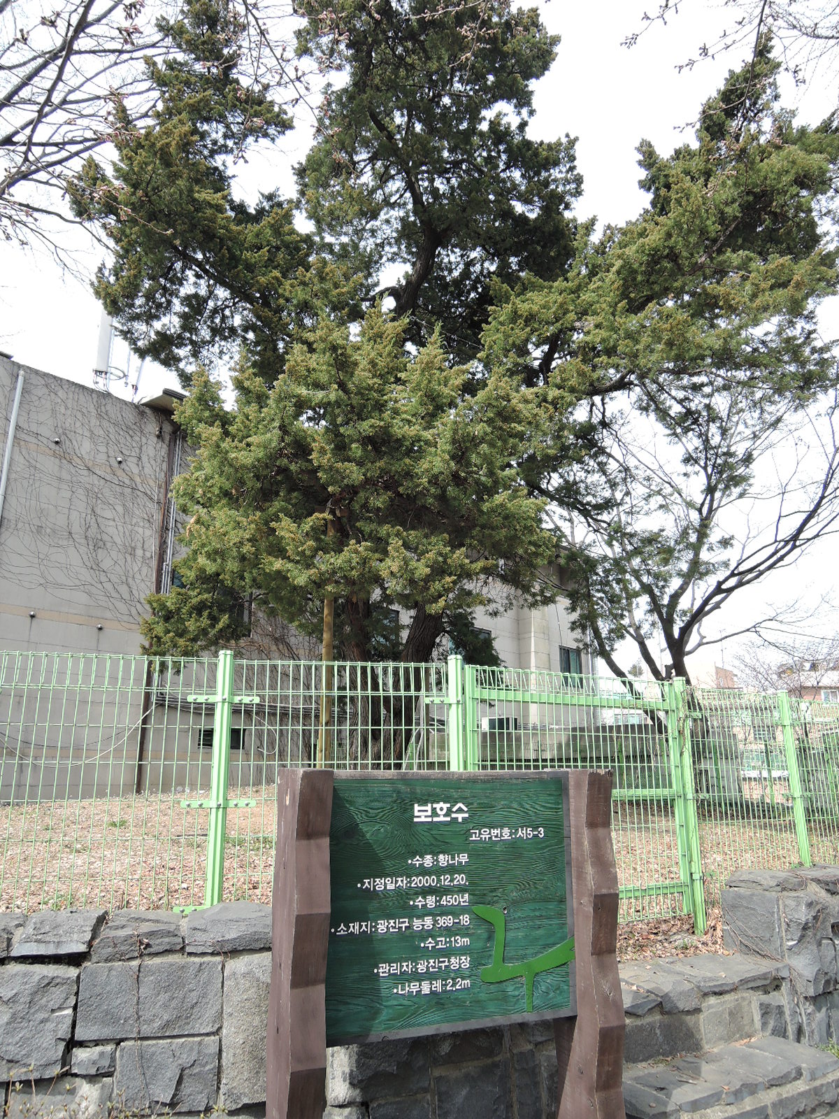 보호수 향나무(450년)