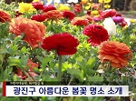 광진구 봄꽃 명소 소개(4월1주)
