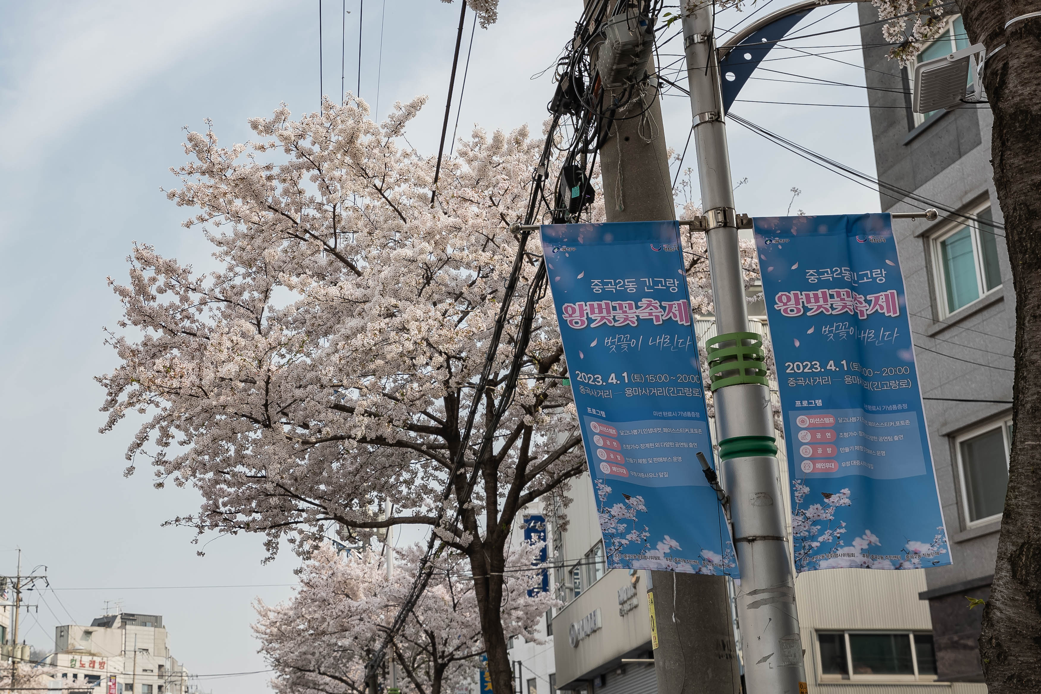 20230401-중곡2동 긴고랑 왕벚꽃 축제 230401-0459_G_173554.jpg