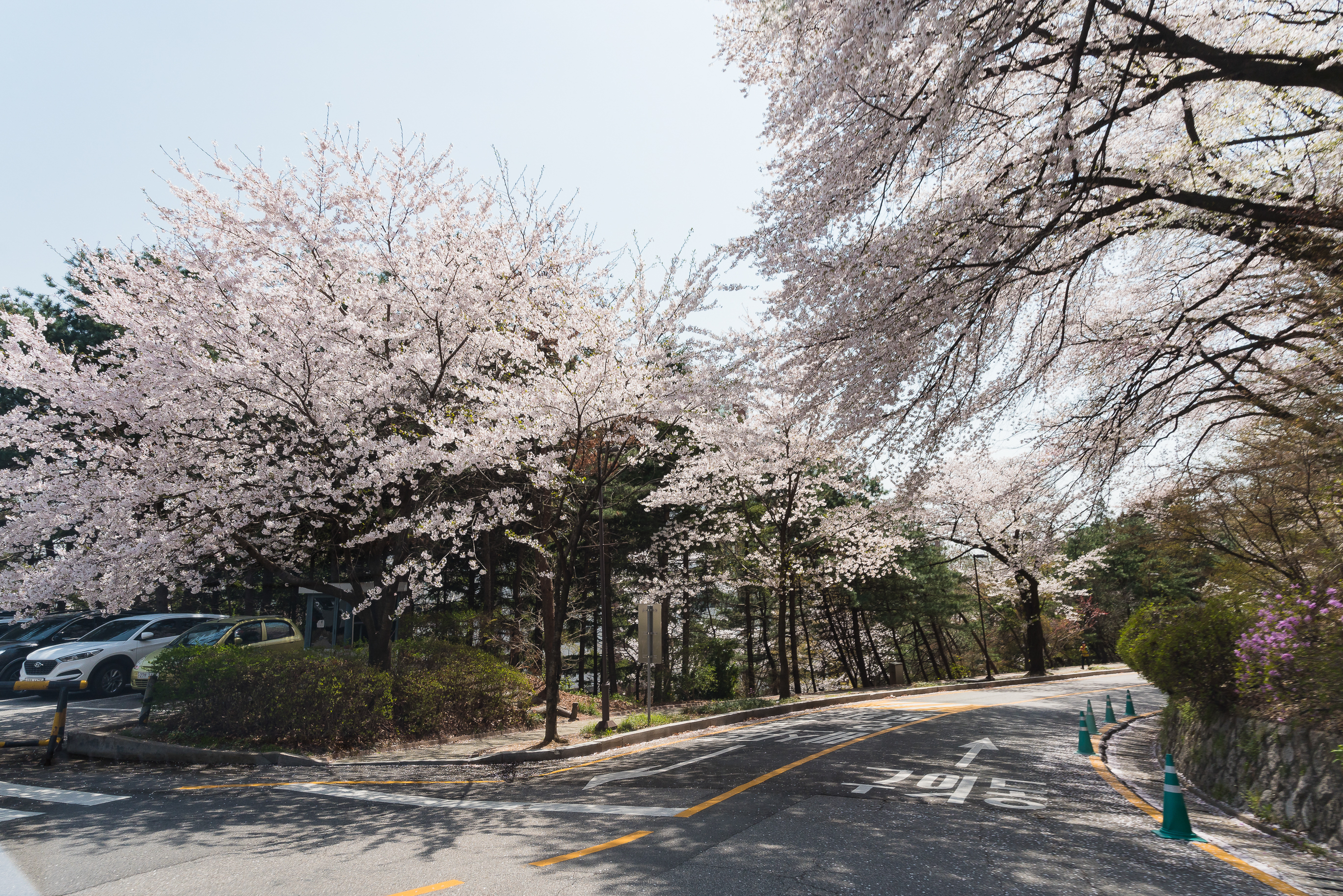 20190415-광진구 아차산 봄꽃 20190415-19848_M2_S_194544.jpg