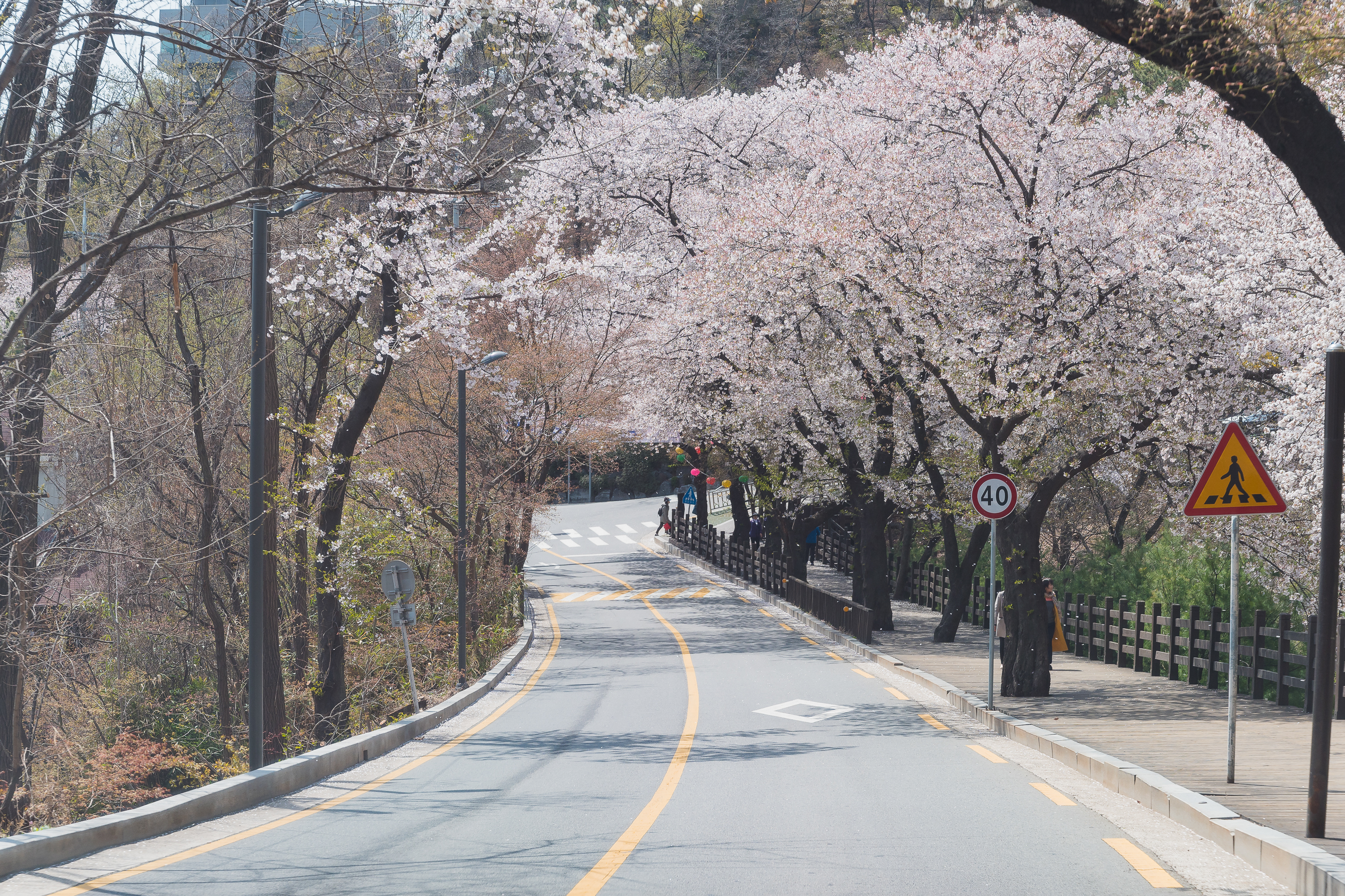 20190415-광진구 아차산 봄꽃 20190415-19935_M2_S_194548.jpg