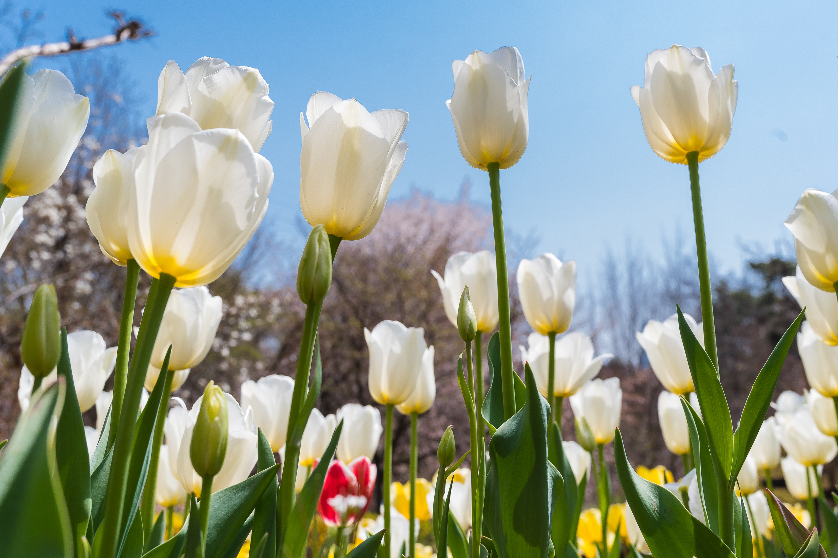 20190415-광진구 아차산 봄꽃 20190415-20101_M2_S_194557.jpg