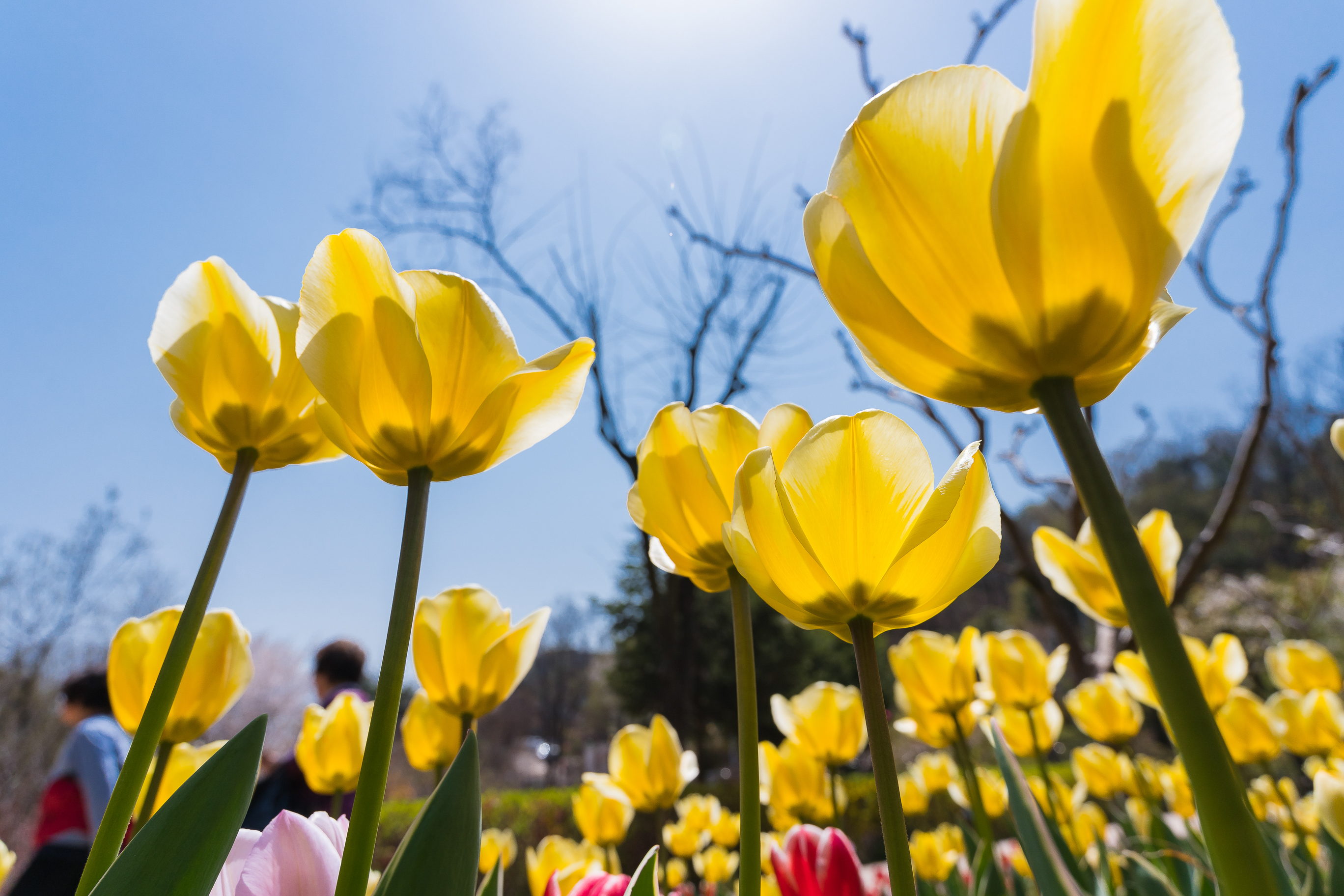 20190415-광진구 아차산 봄꽃 20190415-20163_M2_S_194558.jpg