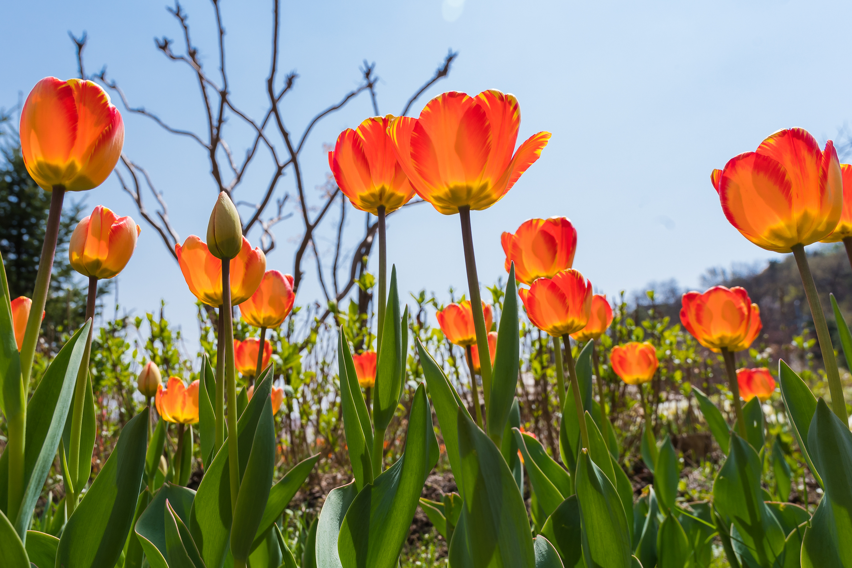 20190415-광진구 아차산 봄꽃 20190415-20322_M2_S_194605.jpg