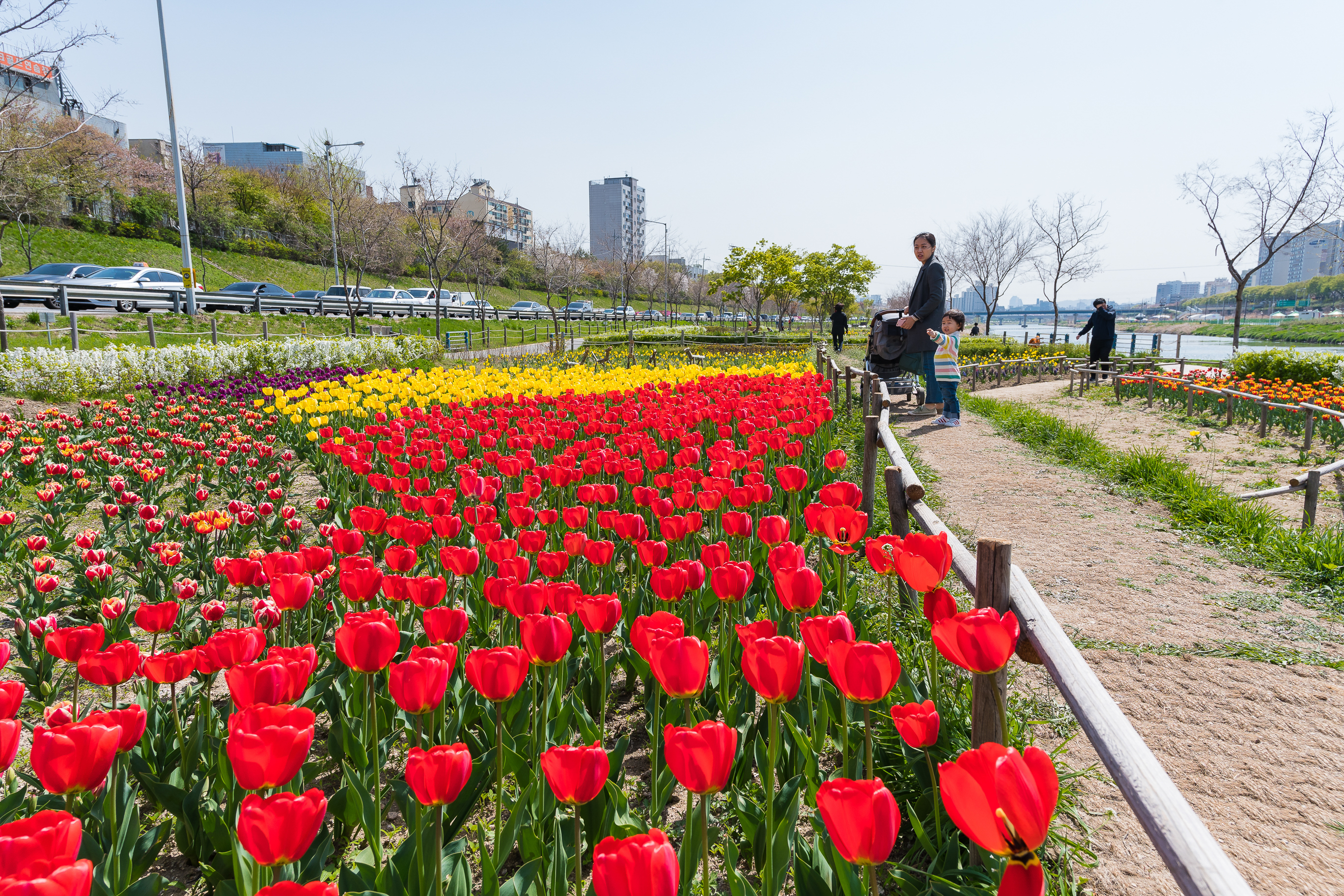 20190415-광진구 중랑천 봄꽃 20190415-20566_M2_S_195240.jpg