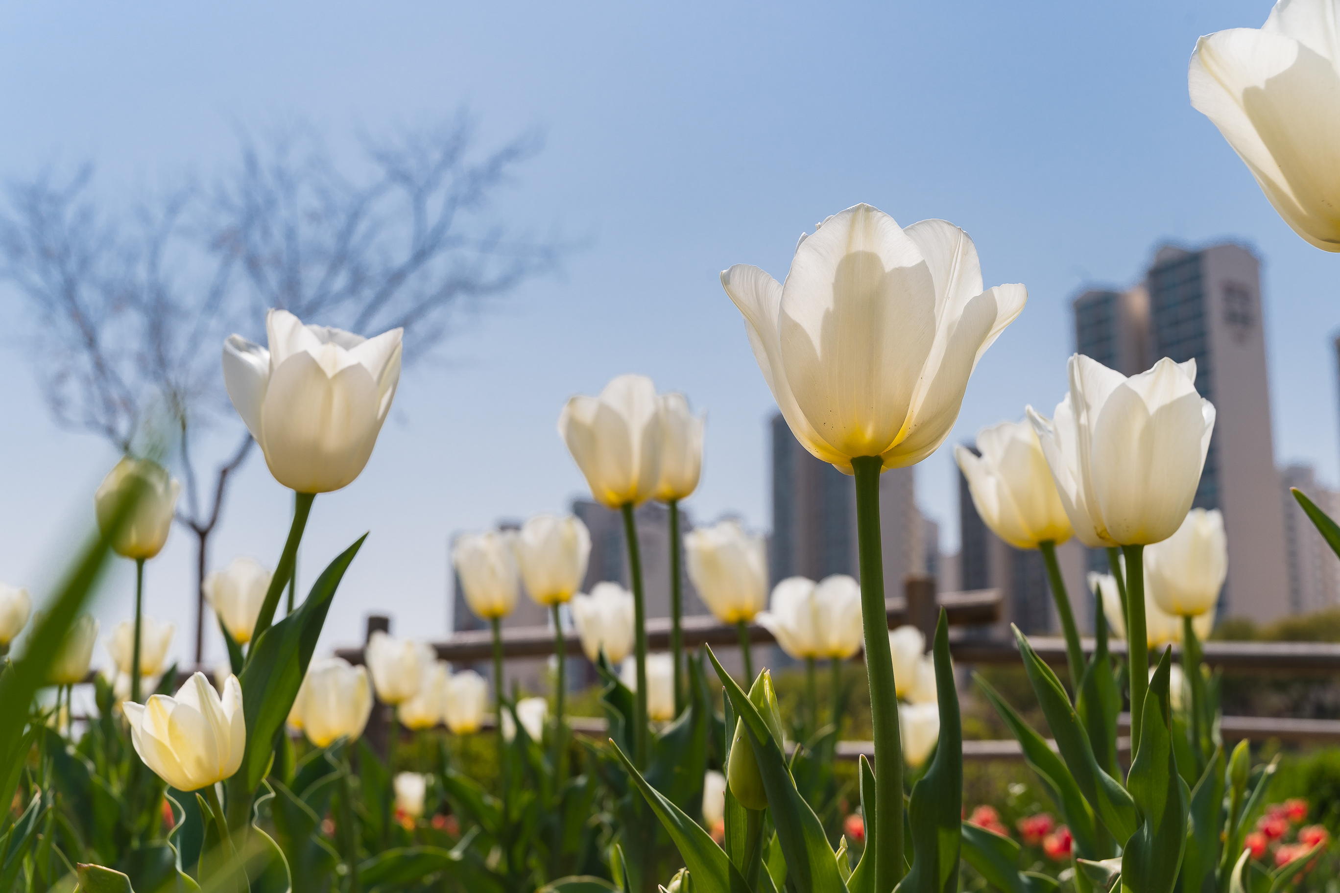 20190415-광진구 중랑천 봄꽃 20190415-20735_M2_S_195250.jpg