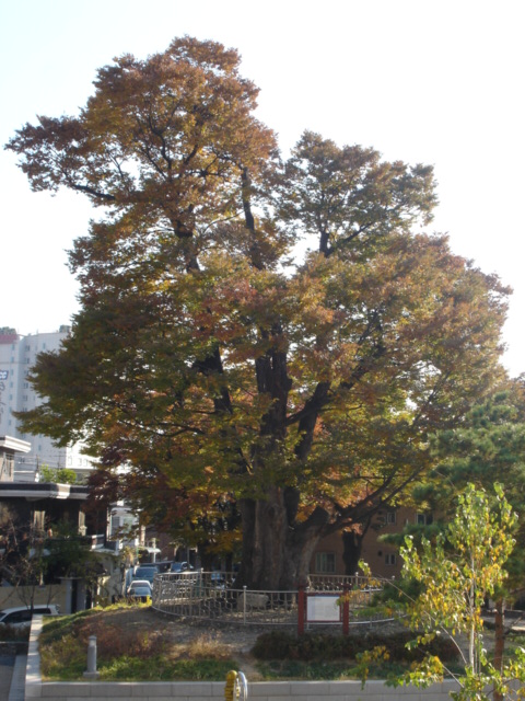 화양동 느티나무 느티나무(가을).JPG