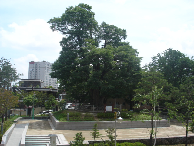 화양동 느티나무 느티나무(여름).JPG