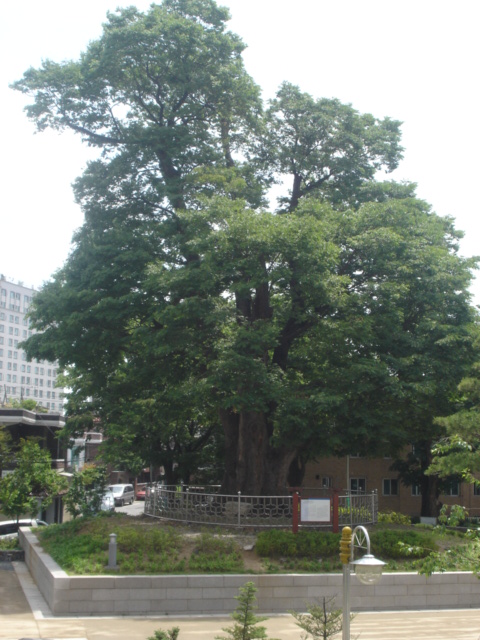화양동 느티나무 느티나무(봄).JPG