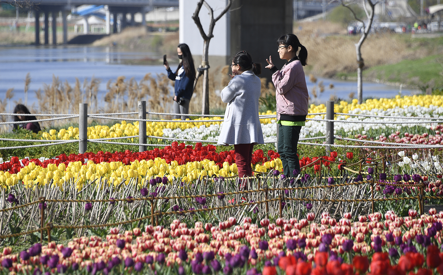 20180411-중랑천 튤립꽃 단지 172418.jpg