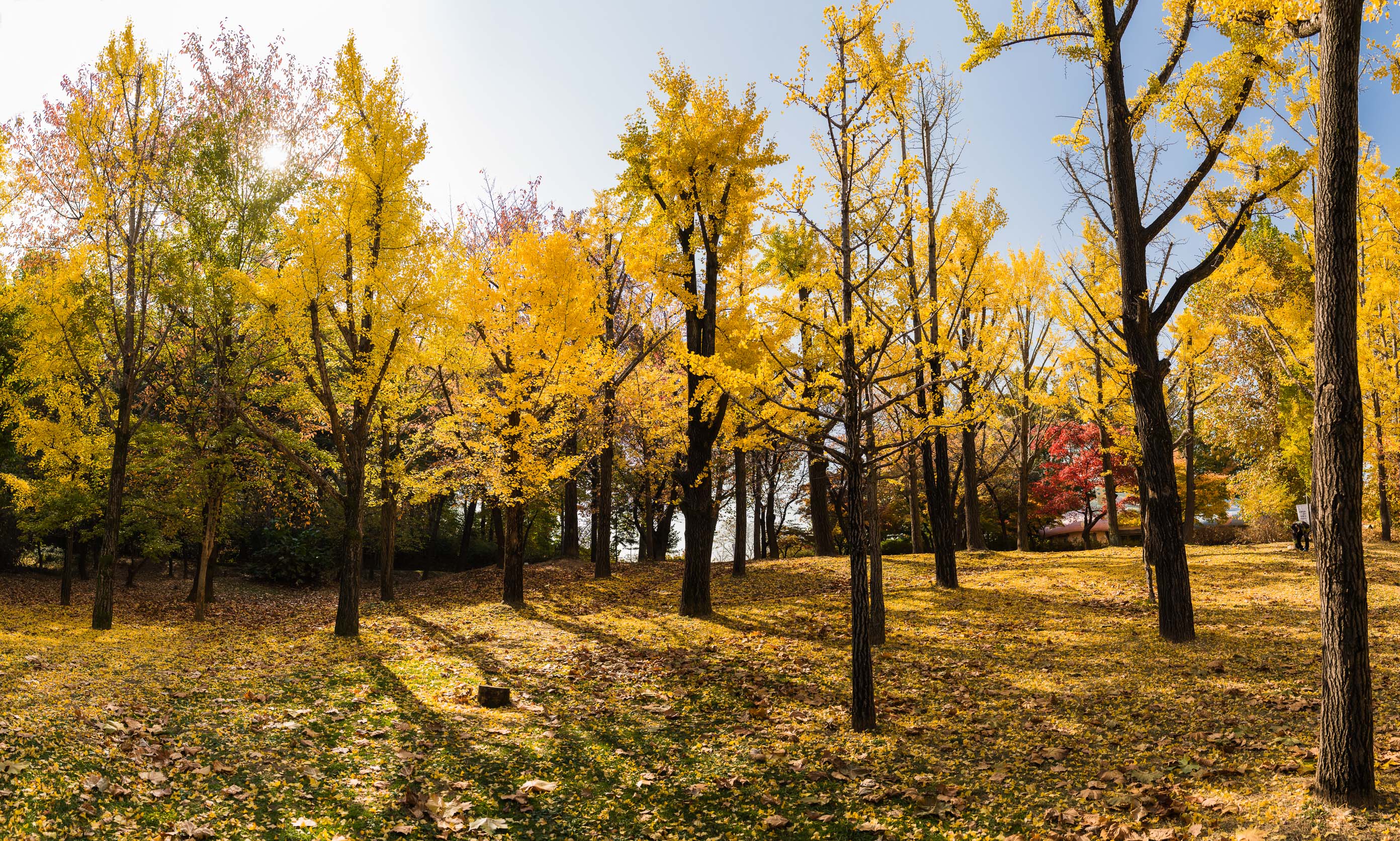 20201115-[랜선풍경] 아쉽기만 한 2020년 가을의 어느날. Untitled_Panorama-2_s_192054.jpg