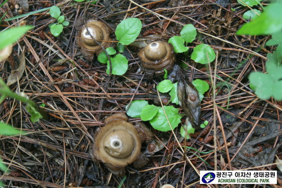 목도리방귀버섯