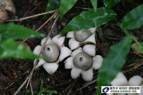 테두리방귀버섯