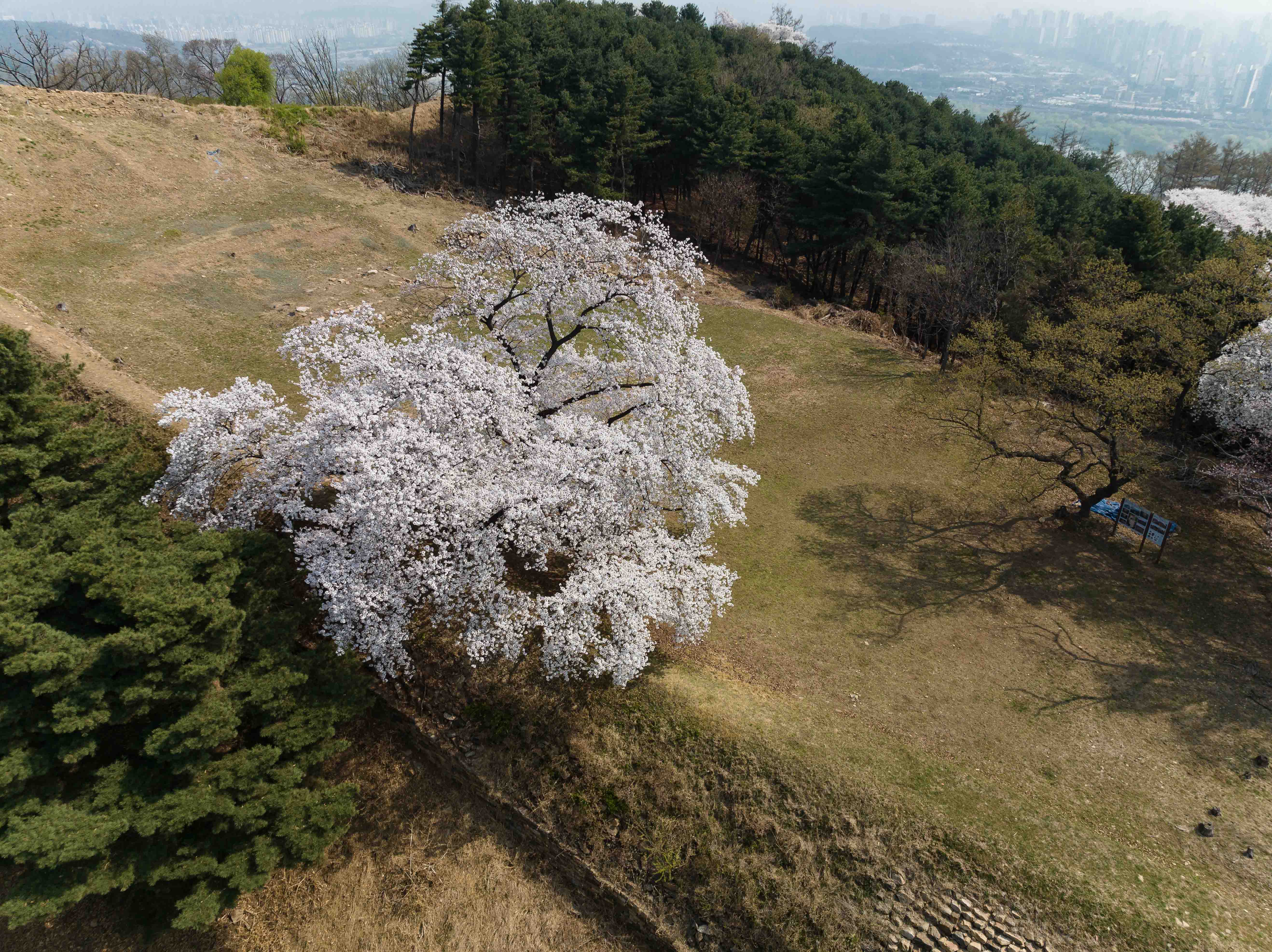 20230402-하늘에서 본 광진의 봄날 200402-001 (32)_175746.jpg