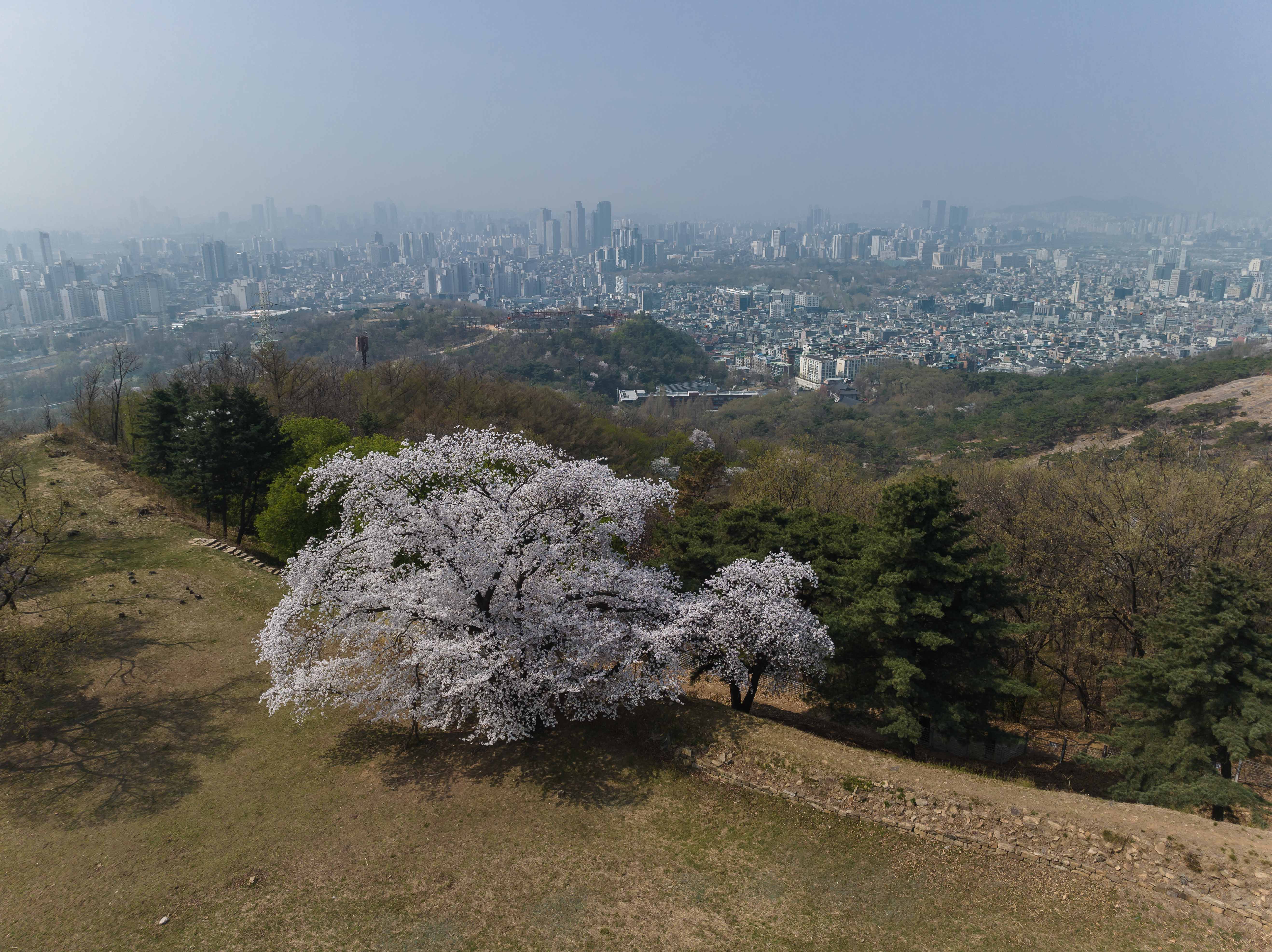 20230402-하늘에서 본 광진의 봄날 200402-001 (35)_175746.jpg