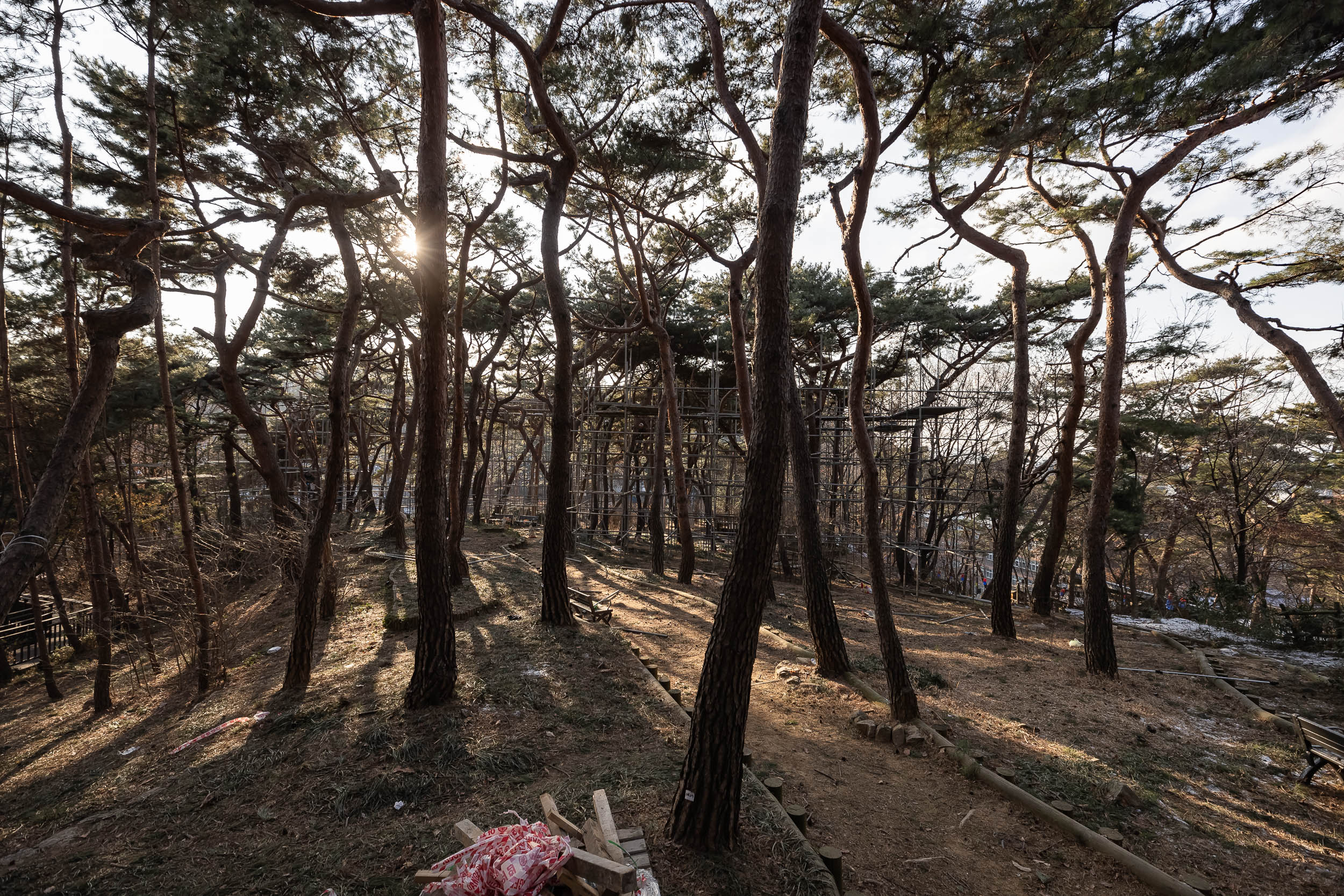 20221229-2022 아차산 소나무림 생육환경 개선공사