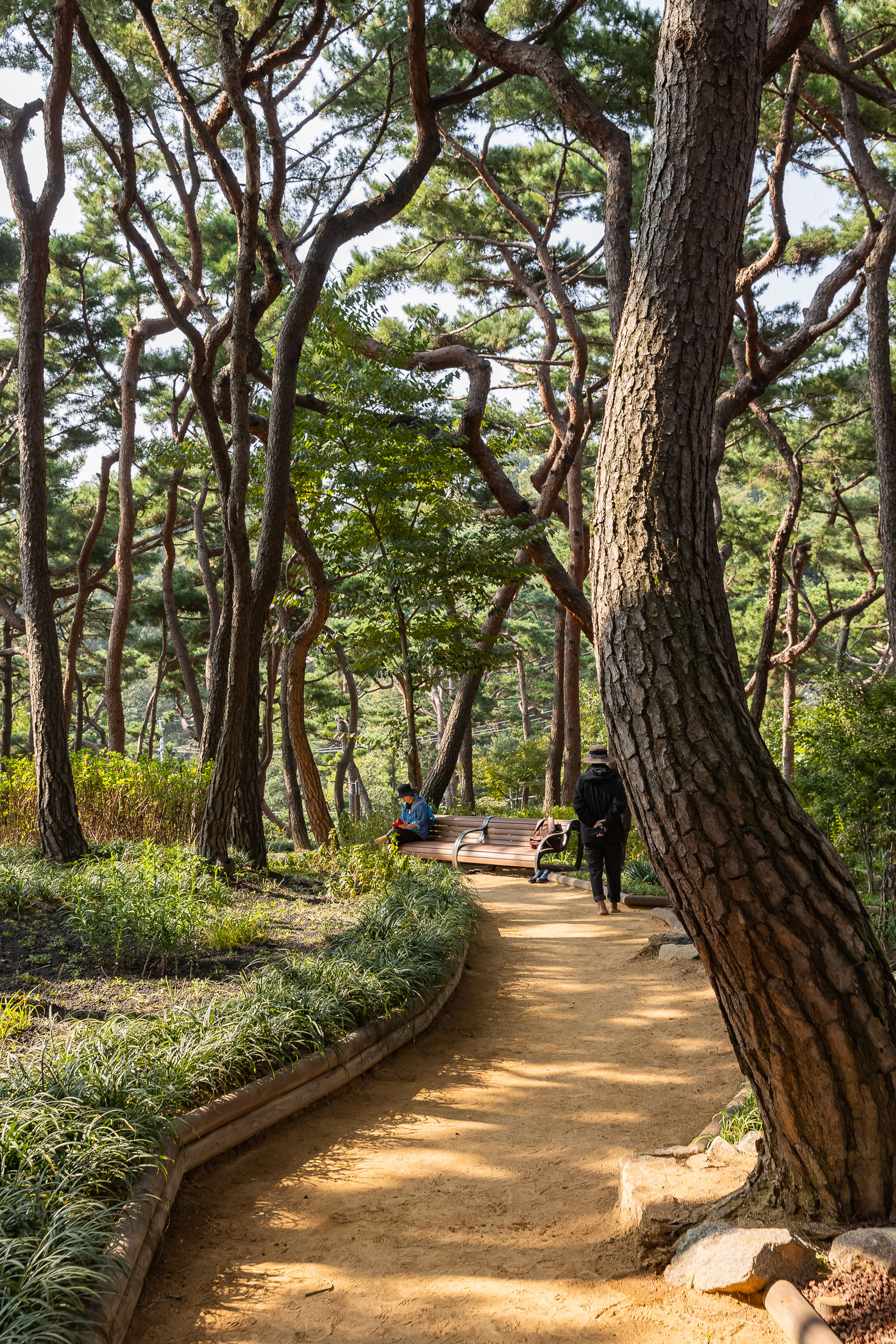 20241011-아차산 책마당 ,  소나무정원 현장방문 241011-0218_Gm_175647.jpg