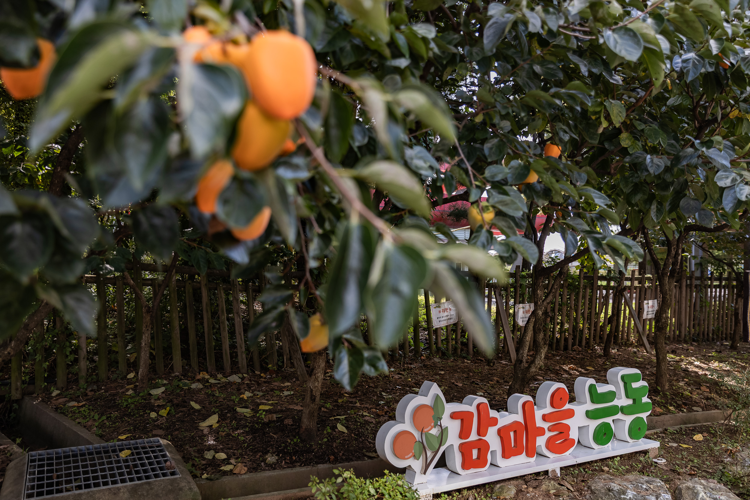 20251023-능동 감마을 축제 20251023-65972_L_173339.jpg