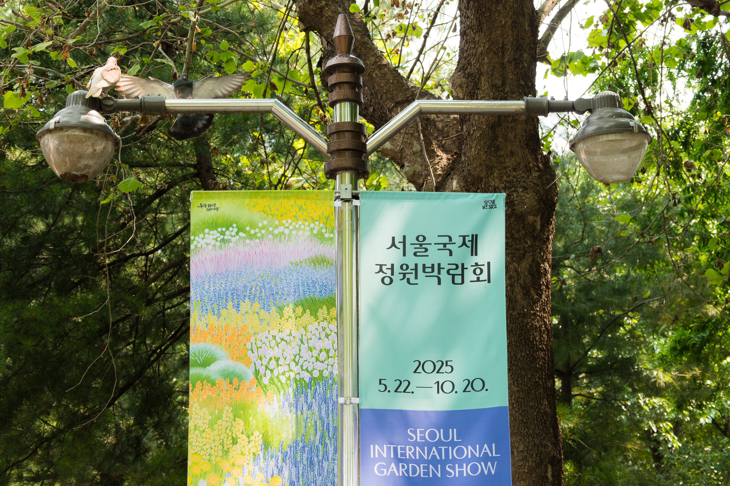 20250529-서울 국제 정원박람회 방문(보라매공원) 20250529-88930_L_104613.jpg