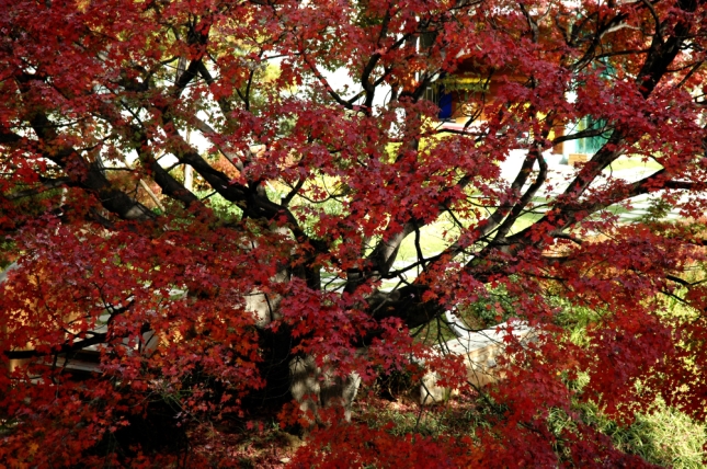 2005년 광진구청 가을풍경