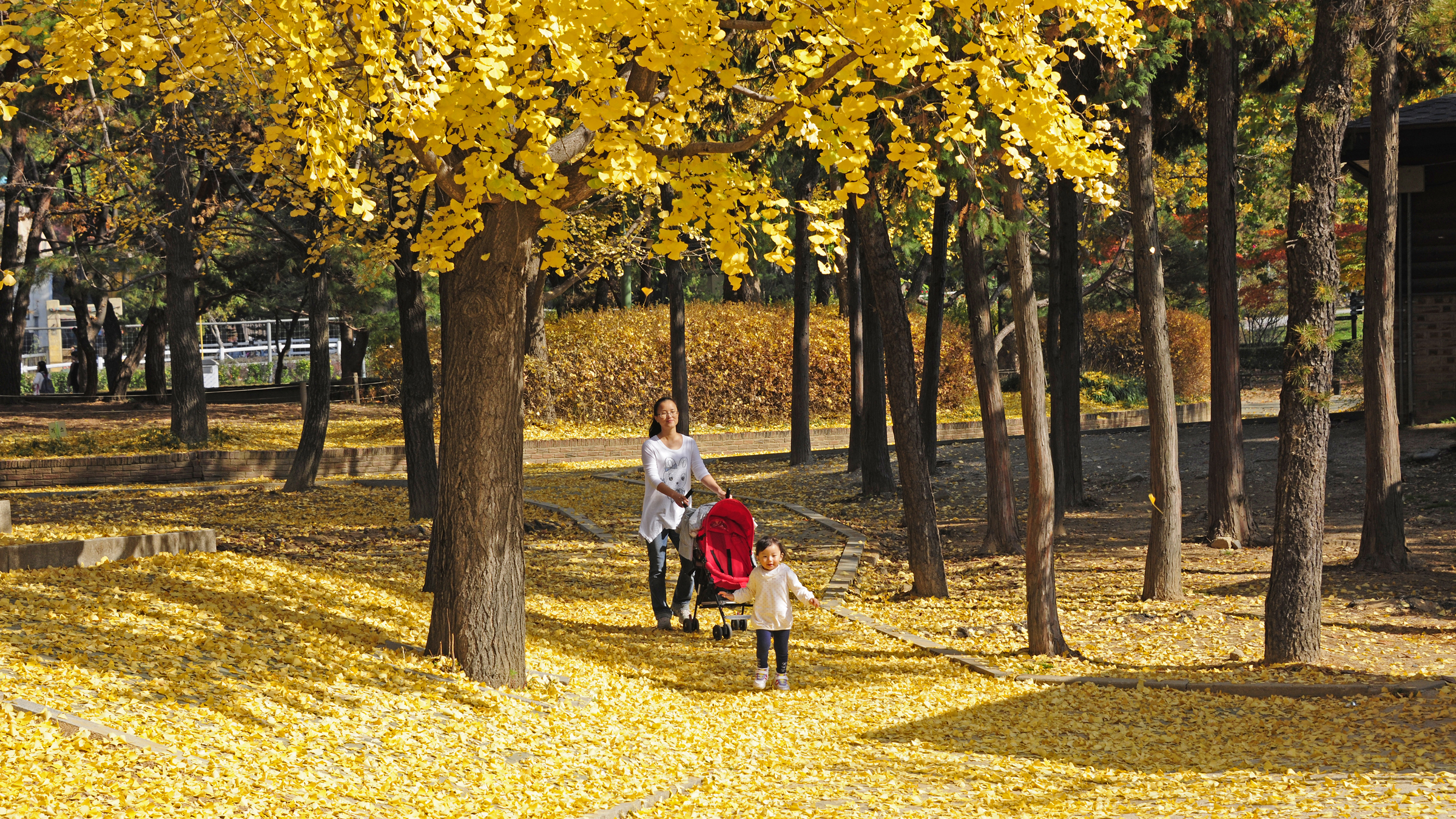 2011년11월-아차산. 어린이 대공원 가을 이미지 42931.JPG