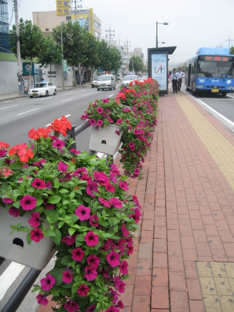 가을 예쁜 꽃으로 단장한 버스정류장 20081008JPG20330401.JPG