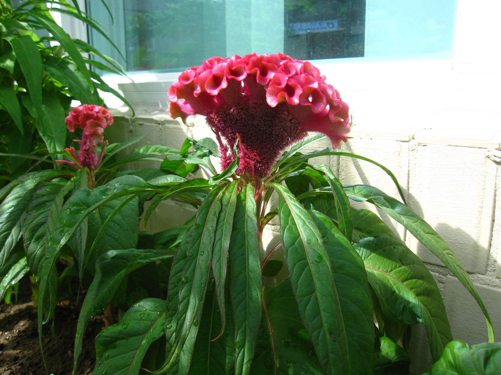 8.23 약초정원-붉은 맨드라미 꽃  20100823jpg15553401.jpg