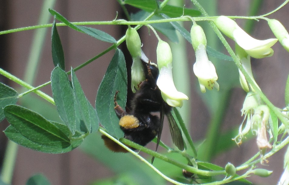 8.23 약초정원-황기꽃에서 맛있는 꿀을 먹고 있는 벌 20100823jpg16333501.jpg