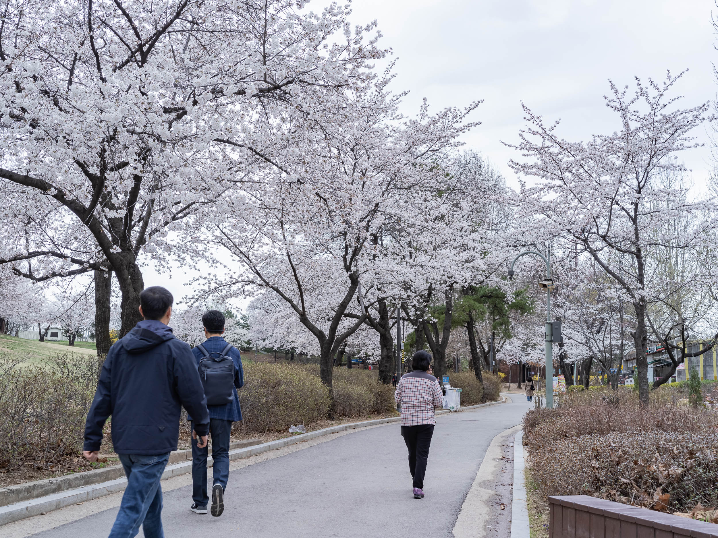 20240403-안녕? 벚꽃! (어린이대공원 구의문 벚꽃) 240403_0010_G_084454.jpg