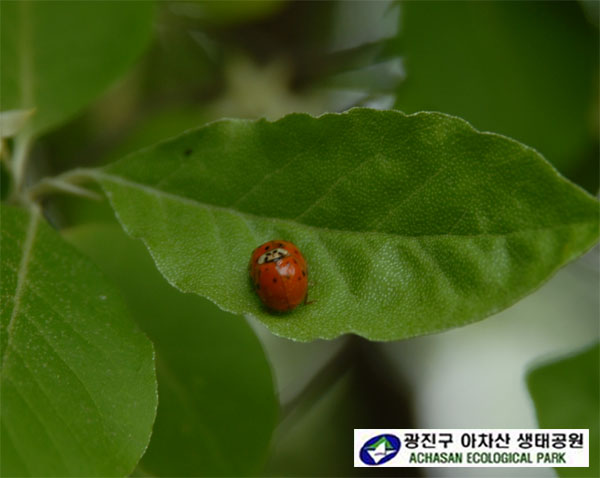 무당벌레 포-무당벌레 짝짓기-보리수나무.jpg