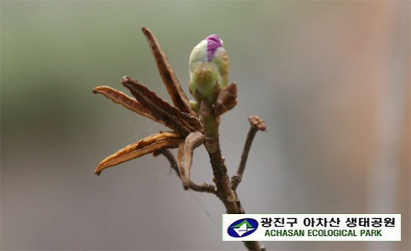 진달래 포-진달래열매꼬투리와 꽃봉오리.jpg