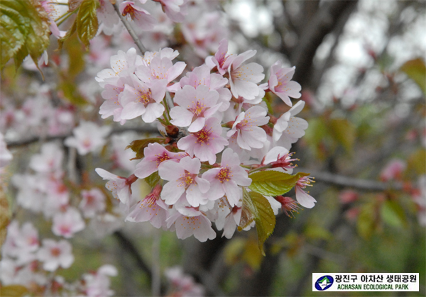 산벚나무 포-산벚나무 꽃.jpg