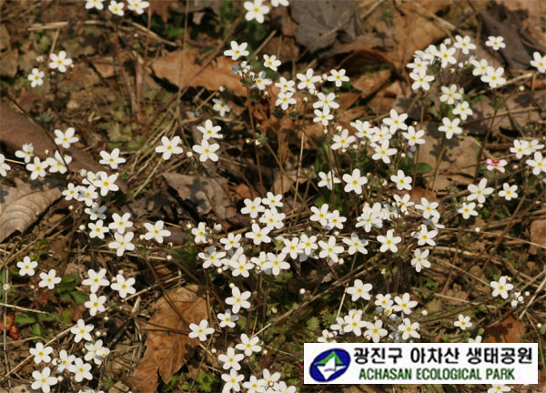 봄맞이 포-봄맞이 만개.jpg