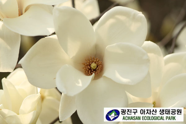 백목련 포-백목련 꽃.jpg