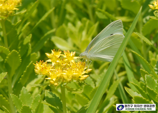 대만흰나비 포-대만흰나비 여름형 암컷.jpg