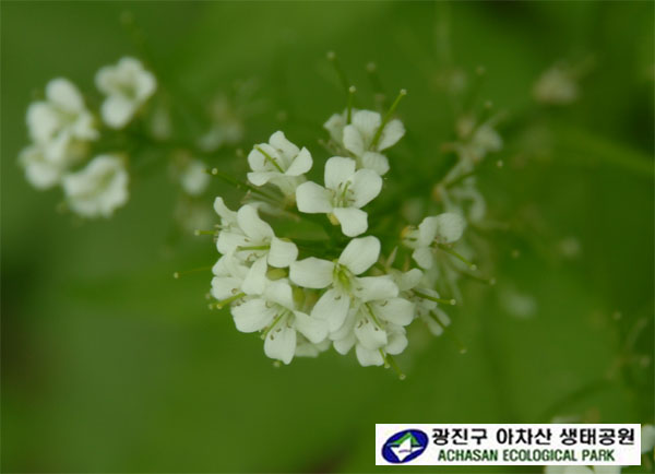 미나리냉이 포-미나리냉이 꽃.jpg