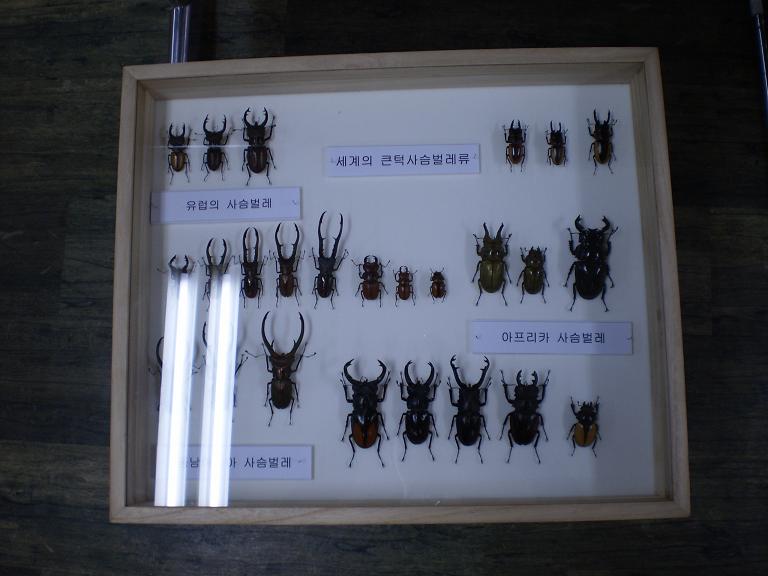 신기한 곤충 전시회-사슴벌레